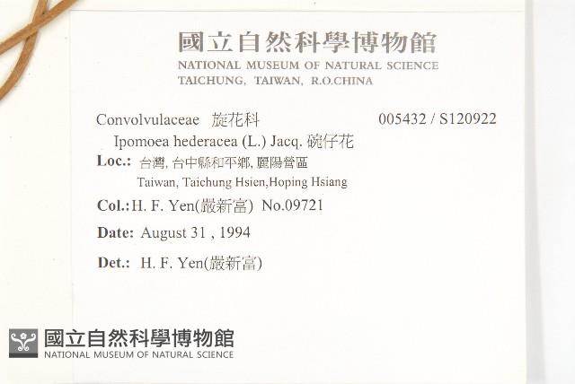 碗仔花藏品圖，第2張