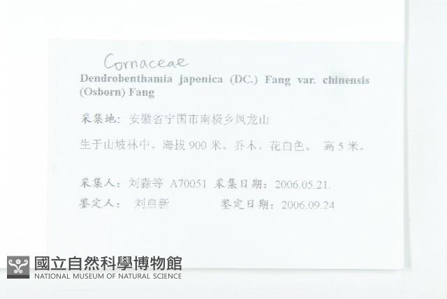 四照花藏品圖，第2張