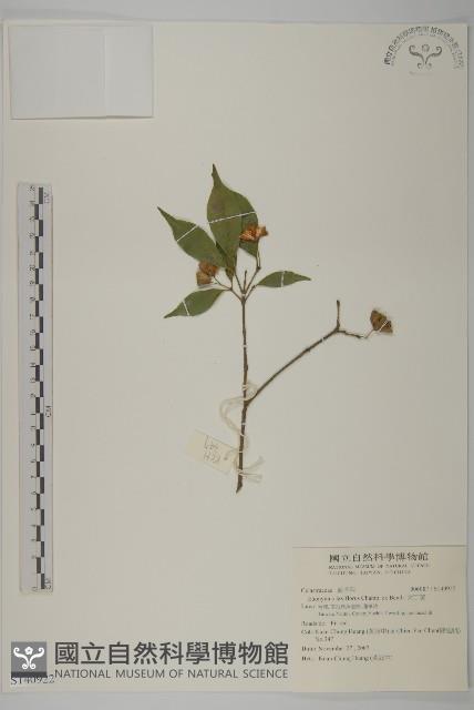 大丁黃藏品圖，第2張