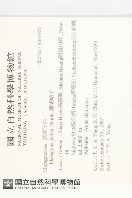 藤胡頹子藏品圖，第2張