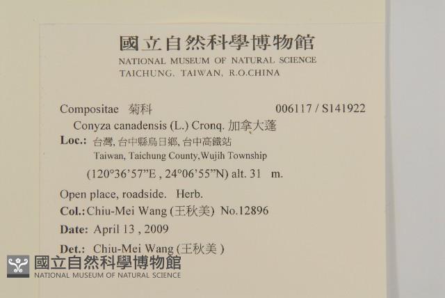 加拿大蓬藏品圖，第2張