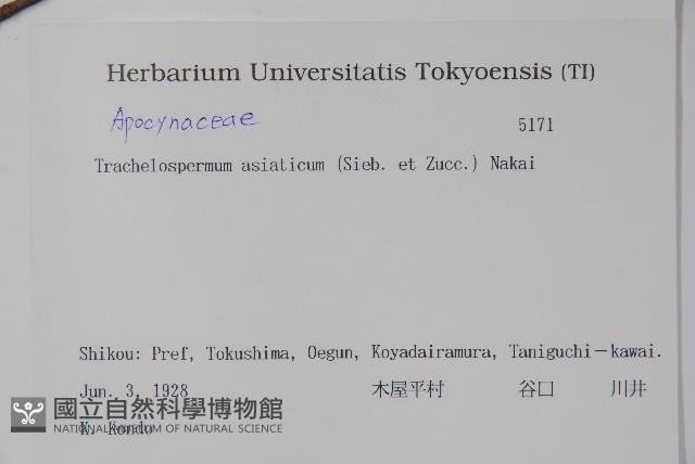 亞洲絡石藏品圖，第2張