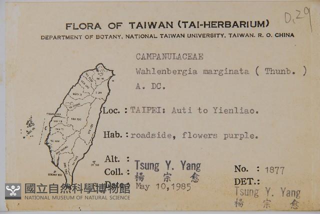 細葉蘭花參藏品圖，第2張