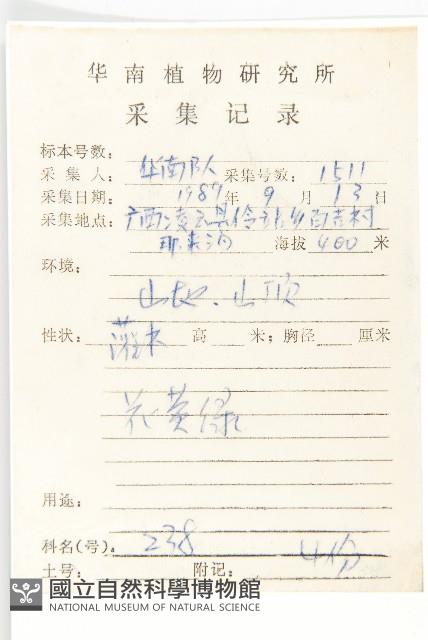 羊耳菊藏品圖，第2張