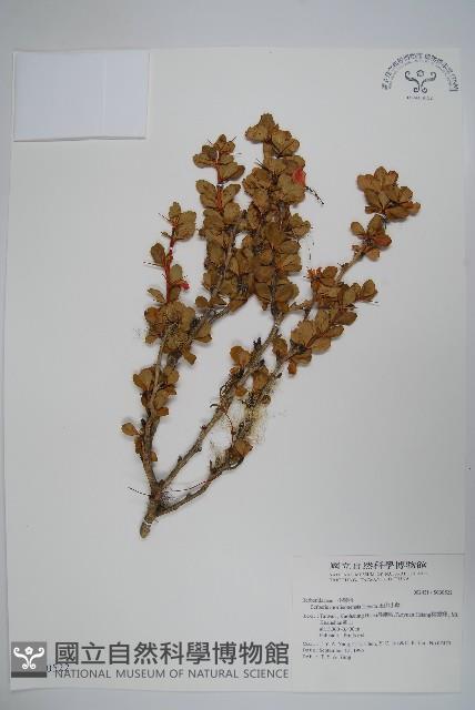 玉山小蘗藏品圖，第1張