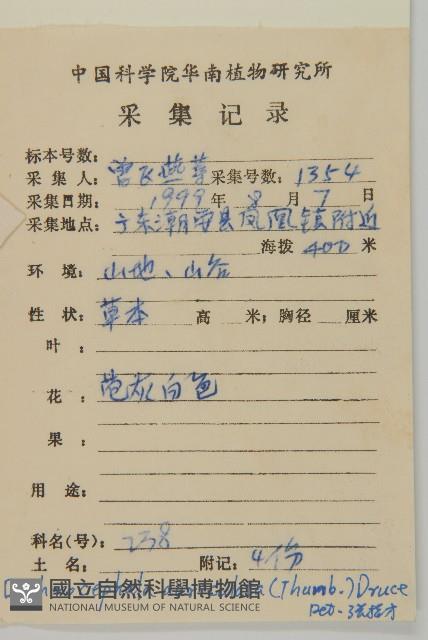 魚眼菊藏品圖，第2張