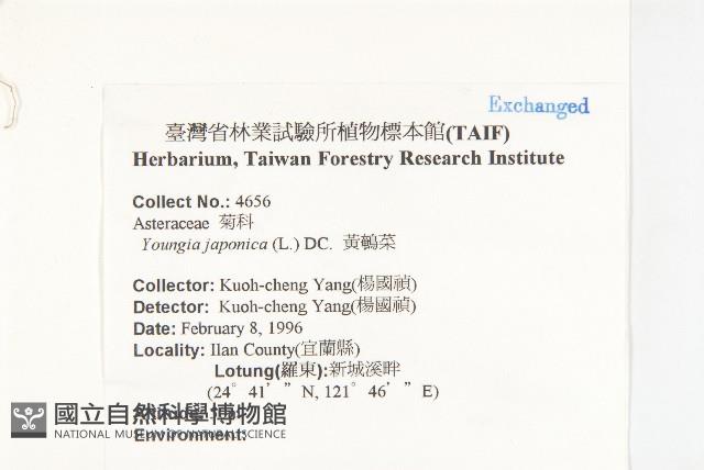 黃鵪菜藏品圖，第2張