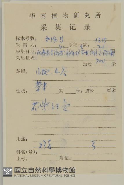 紫背草藏品圖，第2張