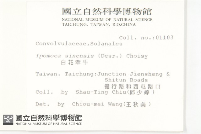 白花牽牛藏品圖，第2張