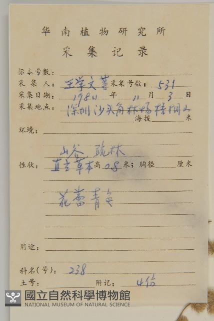 無梗艾納香藏品圖，第2張