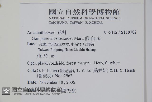 假千日紅藏品圖，第2張