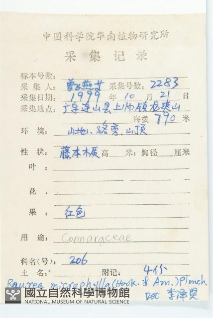 紅葉藤藏品圖，第2張