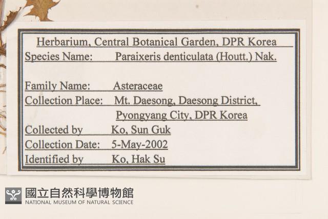 齒緣葉類苦賈菜藏品圖，第2張