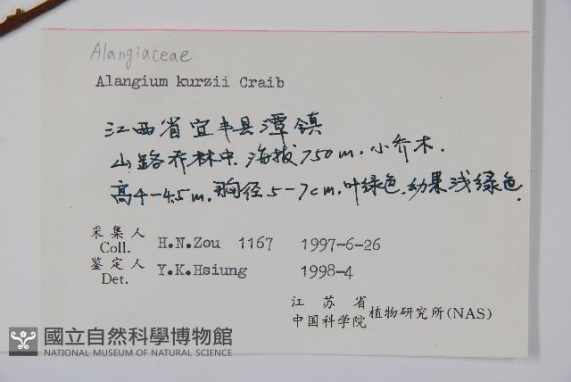 長毛八角楓藏品圖，第2張