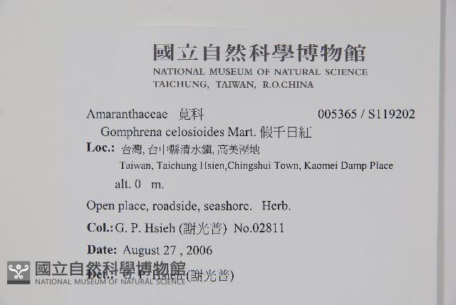 短穗假千日紅藏品圖，第2張