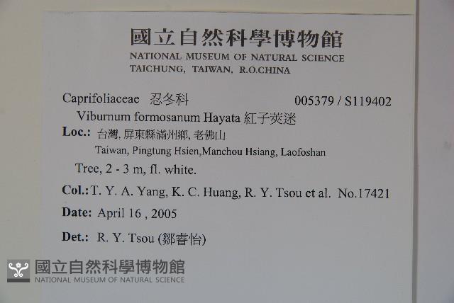 紅子莢迷藏品圖，第2張