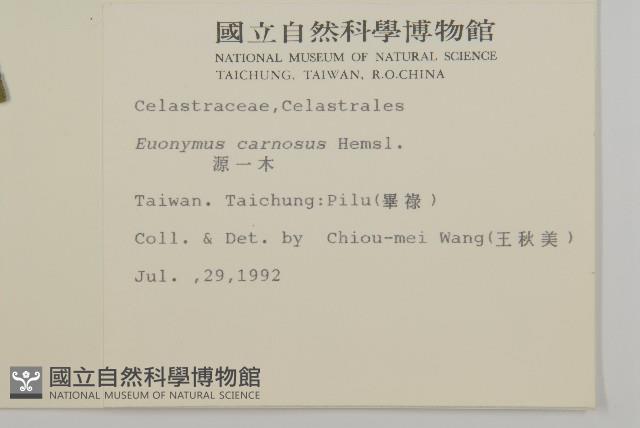 厚葉衛矛, 源一木藏品圖，第2張