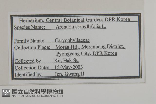 無心菜、鵝不食草藏品圖，第2張