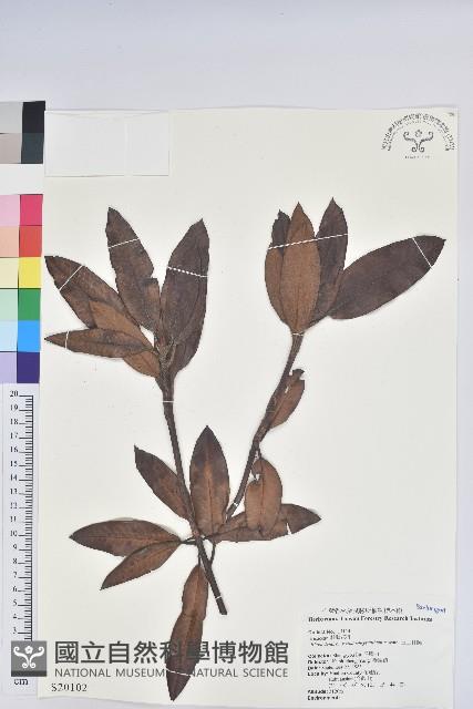 玉山杜鵑藏品圖，第1張