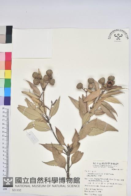 杏葉石櫟、校栗、校櫟藏品圖，第1張