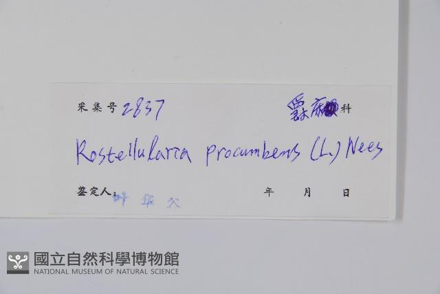 爵床、六角英藏品圖，第2張