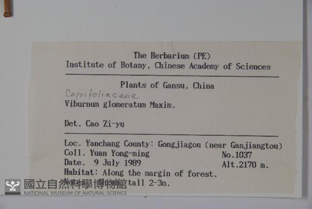 球花莢迷藏品圖，第2張