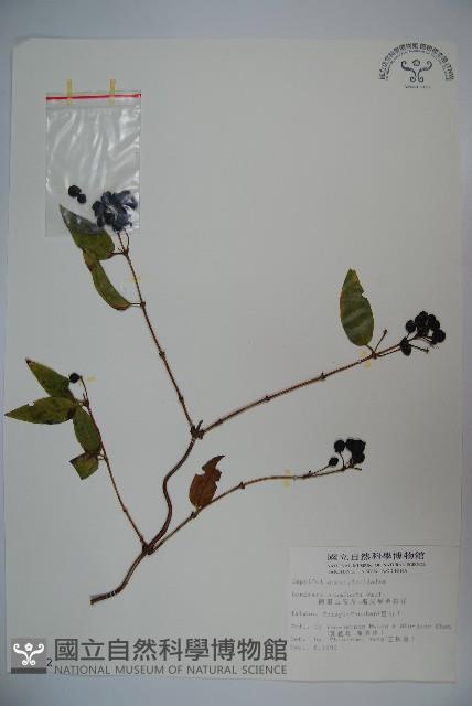 阿里山忍冬、漸尖葉忍冬藏品圖，第1張