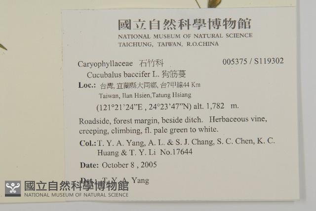 狗筋蔓藏品圖，第2張