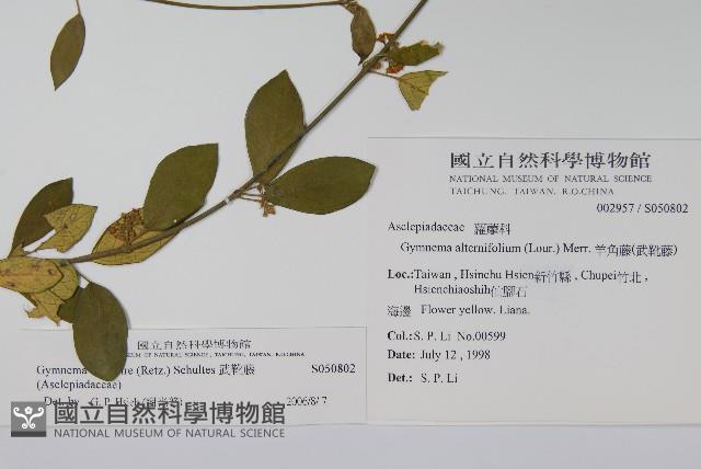 武靴藤藏品圖，第2張