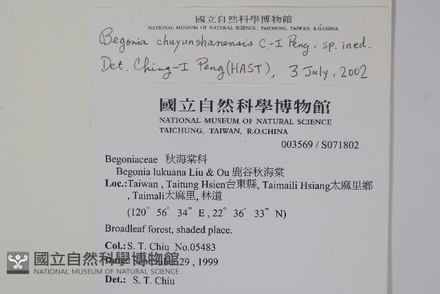 出雲山秋海棠藏品圖，第2張