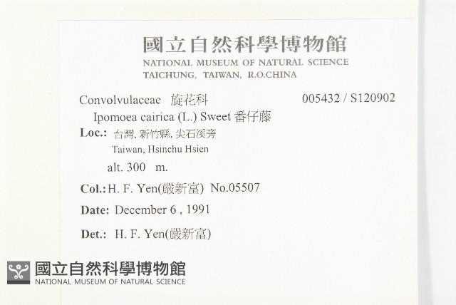 番仔藤藏品圖，第2張