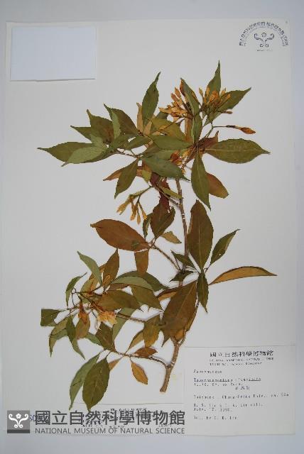 南洋馬蹄花藏品圖，第1張