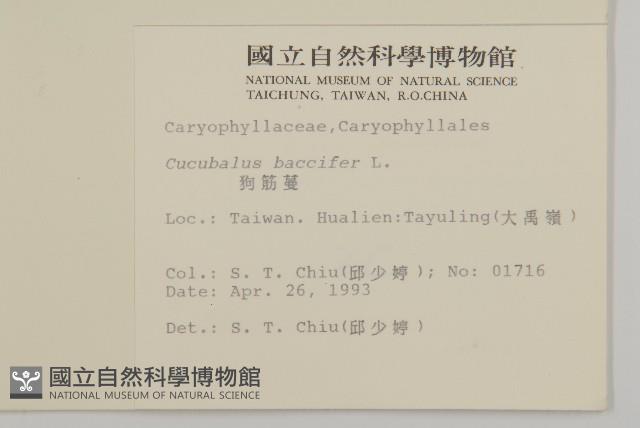 虎婆刺藏品圖，第2張