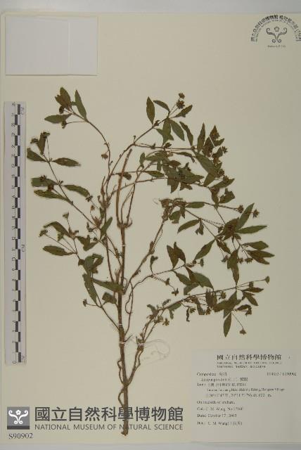 鱧腸藏品圖，第1張