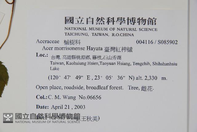 臺灣紅榨槭藏品圖，第2張