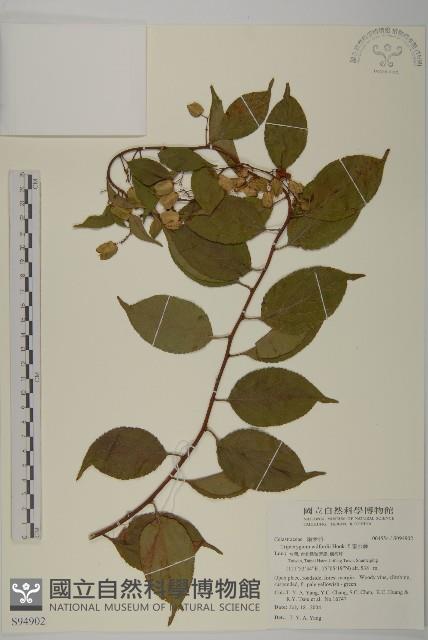 雷公藤藏品圖，第1張