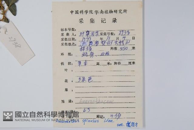 刺莧藏品圖，第2張