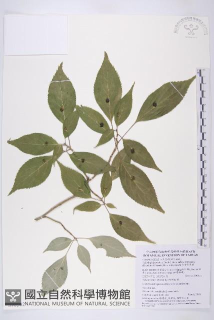 臺灣青莢葉藏品圖，第1張