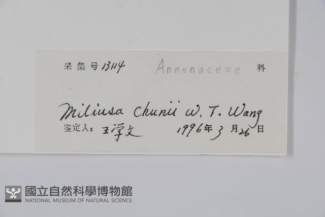 野獨活藏品圖，第2張