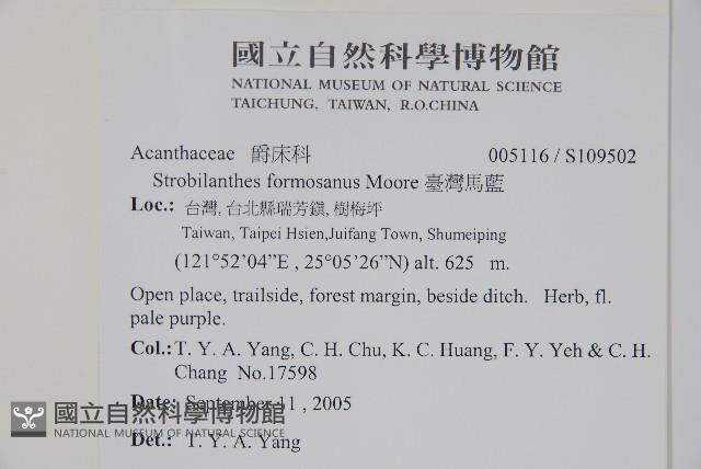 臺灣馬藍藏品圖，第2張