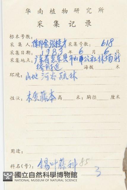 錫葉藤藏品圖，第2張