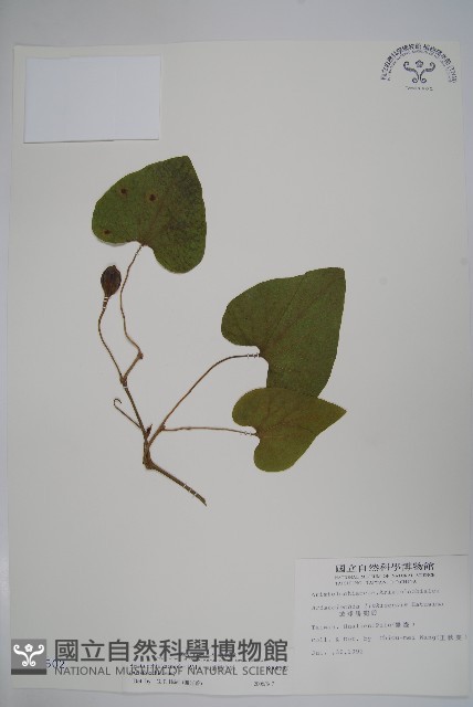 大葉馬兜鈴藏品圖，第1張