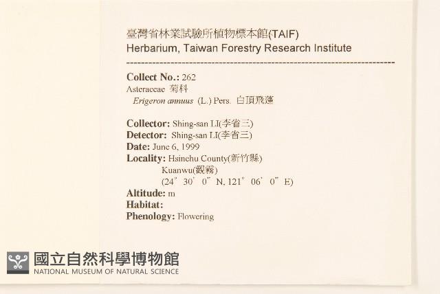 白頂飛蓬藏品圖，第2張