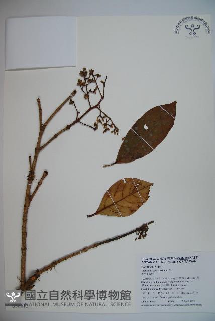 珊瑚樹藏品圖，第1張