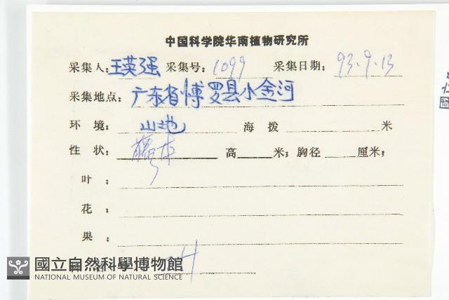 鈍葉朝顏藏品圖，第2張