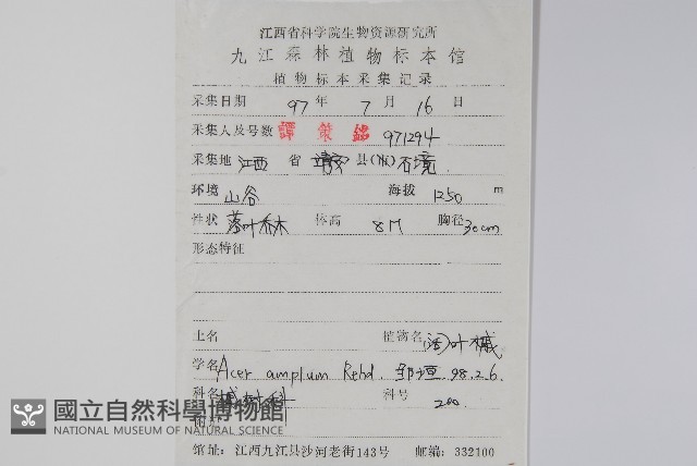 闊葉槭藏品圖，第2張