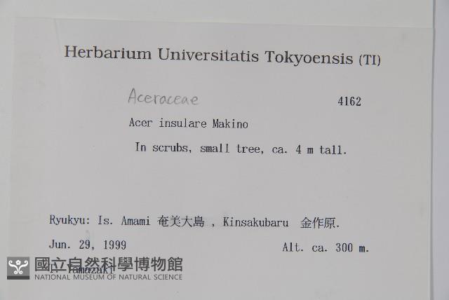 大屯尖葉槭, 川上氏槭藏品圖，第2張