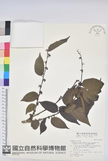 披針葉饅頭果藏品圖，第1張