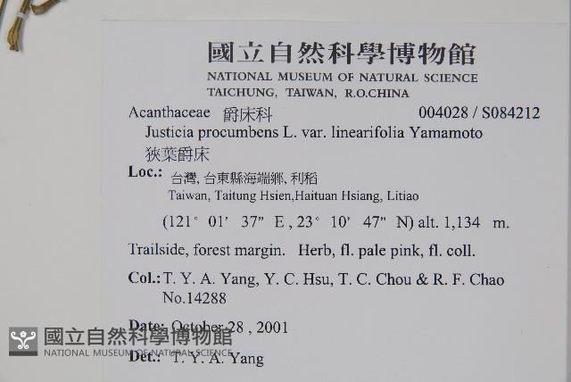 狹葉爵床藏品圖，第5張