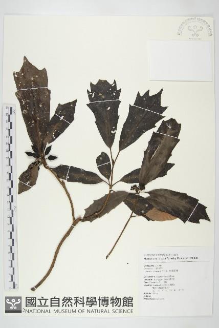 桃葉珊瑚藏品圖，第1張